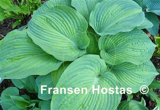 Hosta Margie's Angel