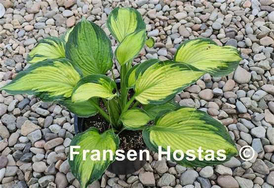 Hosta Margie's Angel