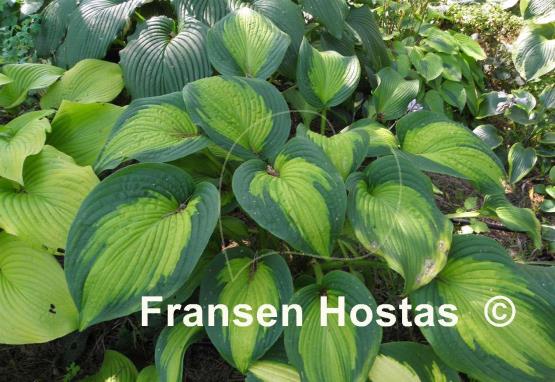 Hosta Margie's Angel