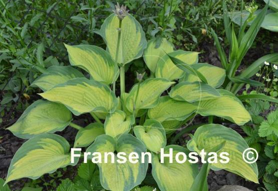 Hosta Margie's Angel