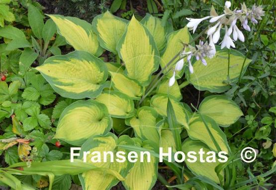 Hosta Margie's Angel