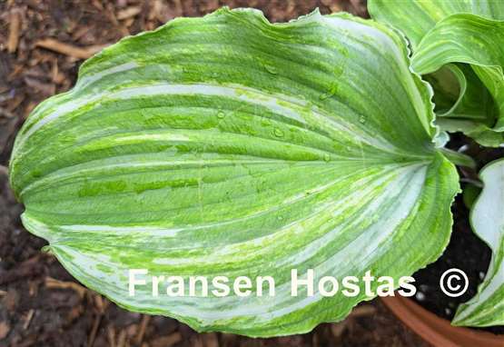 Hosta Marilyn Monroe Streaked
