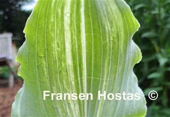 Hosta Marilyn Monroe Streaked