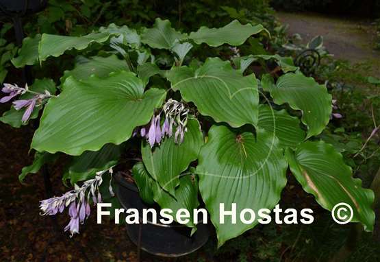 Hosta Marilyn Monroe