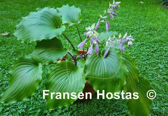 Hosta Marilyn Monroe