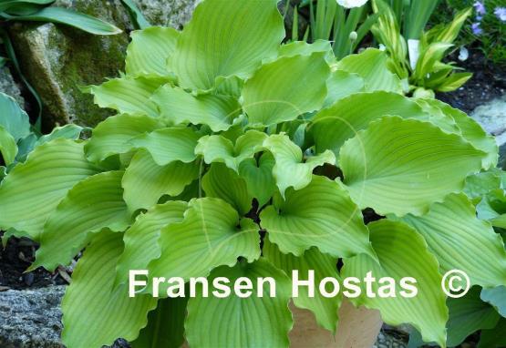 Hosta Marilyn Monroe