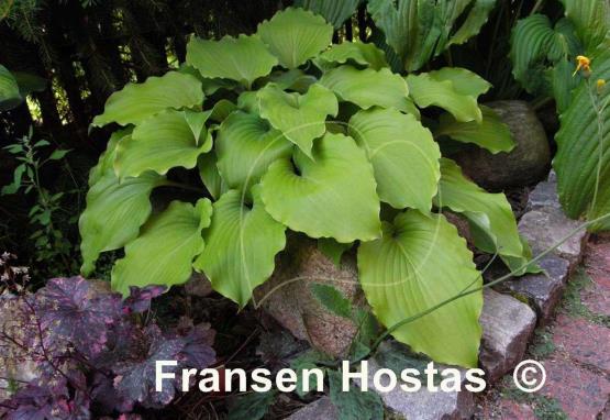 Hosta Marilyn Monroe
