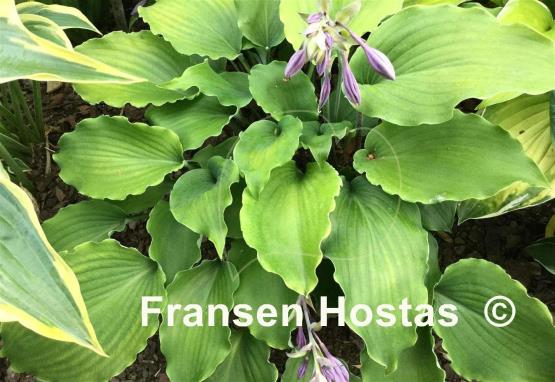 Hosta Marilyn Monroe