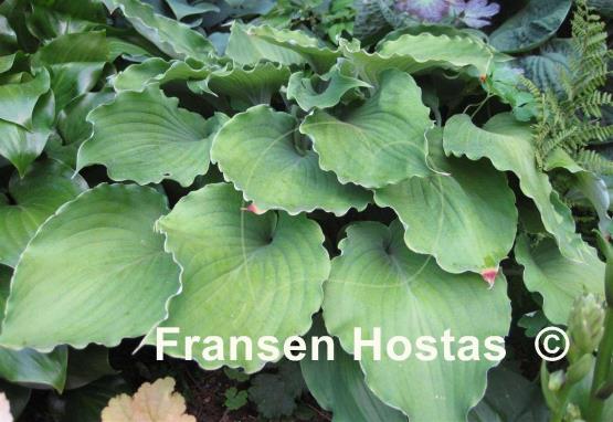 Hosta Marilyn Monroe