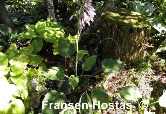 Hosta Marion Bachman