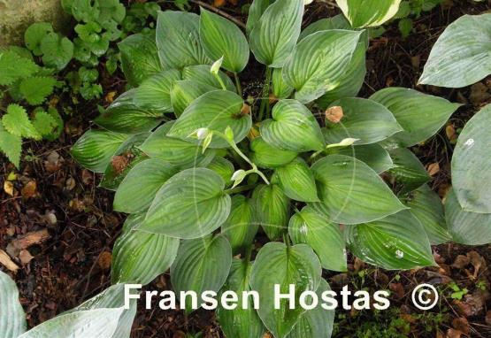 Hosta Marion Bachman