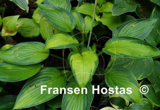 Hosta Marion Bachman