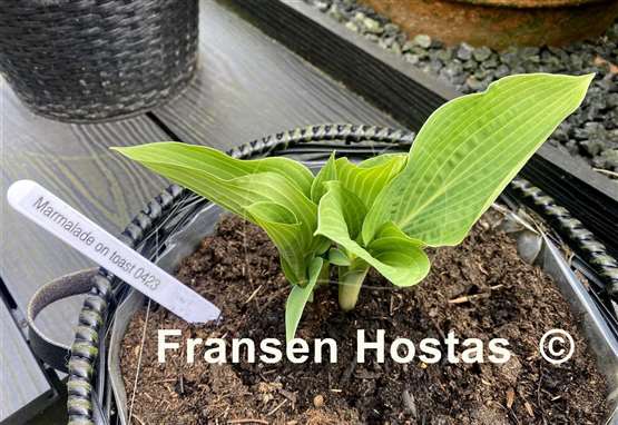 Hosta Marmalade on Toast
