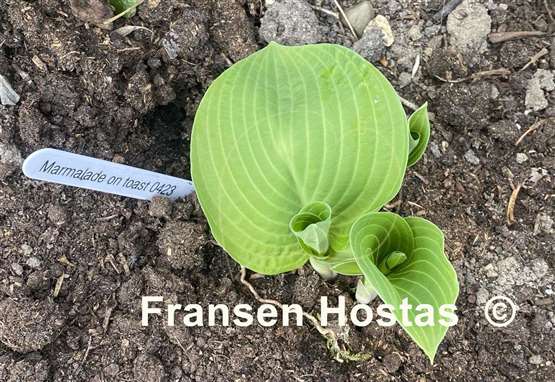 Hosta Marmalade on Toast