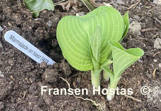 Hosta Marmalade on Toast