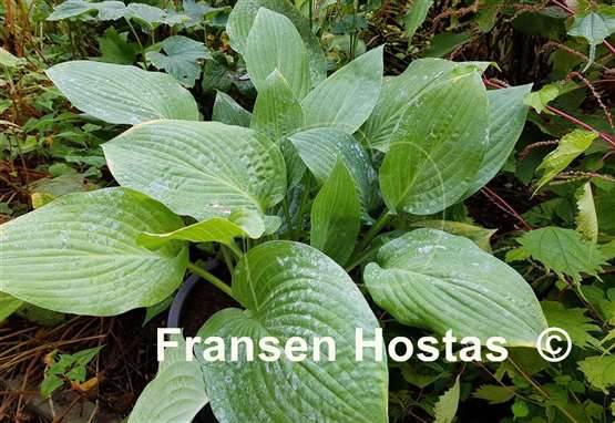 Hosta Marmalade on Toast