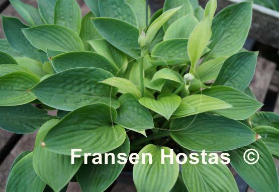 Hosta Marquis
