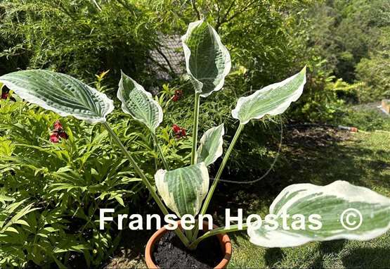 Hosta Marshmallow Clouds