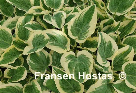 Hosta Marshmallow Clouds