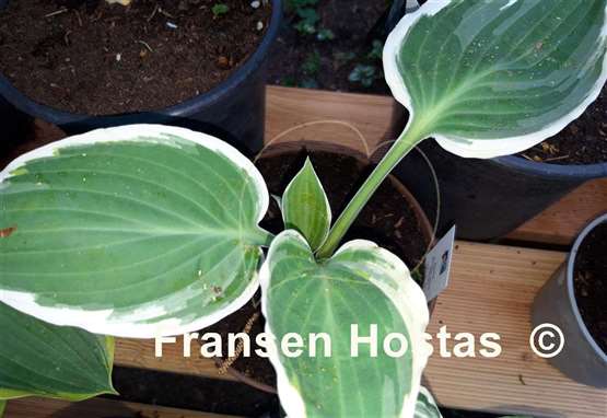 Hosta Marshmallow Clouds