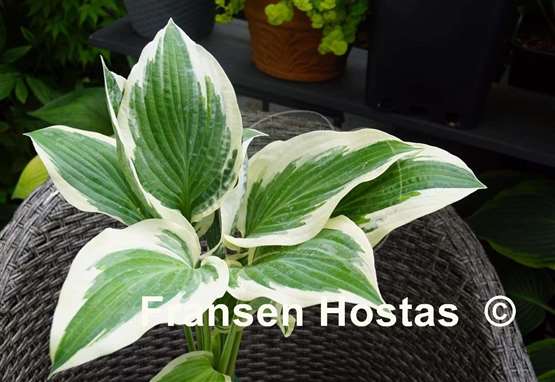 Hosta Marshmallow Clouds