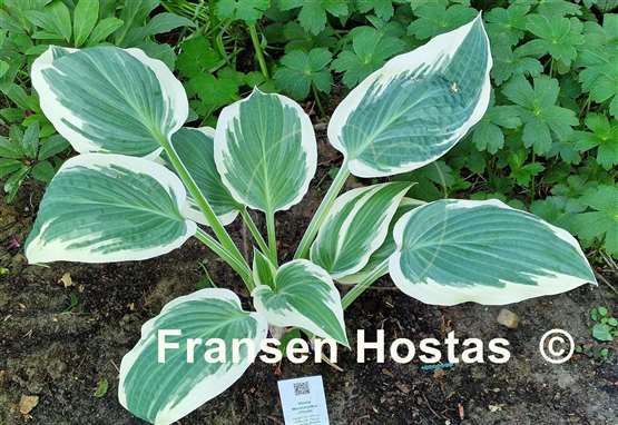 Hosta Marshmallow Clouds