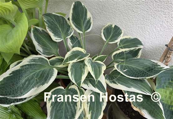 Hosta Marshmallow Clouds
