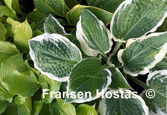 Hosta Marshmallow Clouds