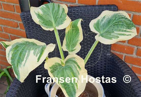 Hosta Marshmallow Clouds