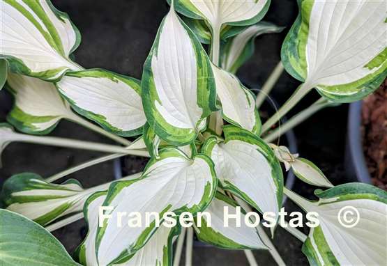 Hosta Marshmallow Sky