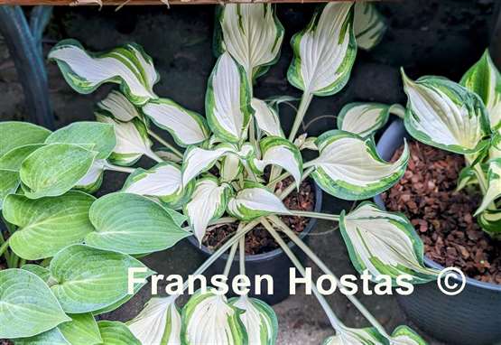 Hosta Marshmallow Sky