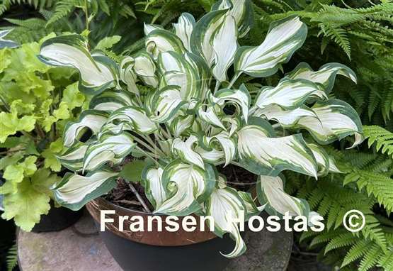 Hosta Marshmallow Sky