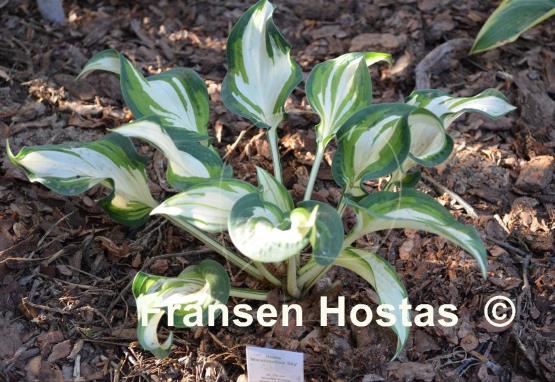 Hosta Marshmallow Sky