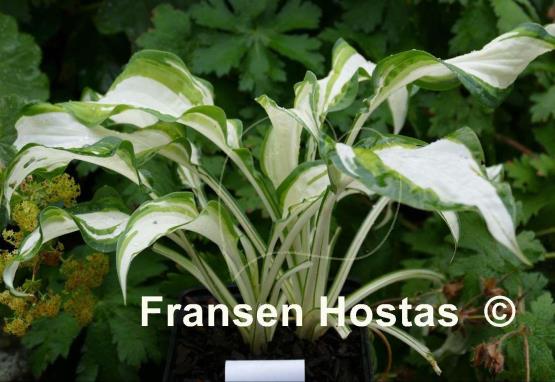 Hosta Marshmallow Sky