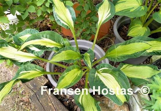 Hosta Mary Marie Ann