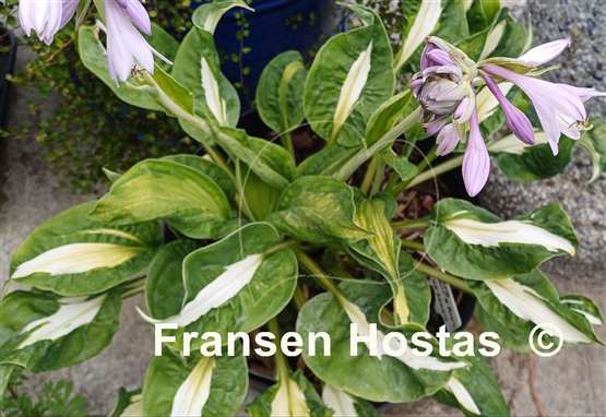 Hosta Mary Marie Ann