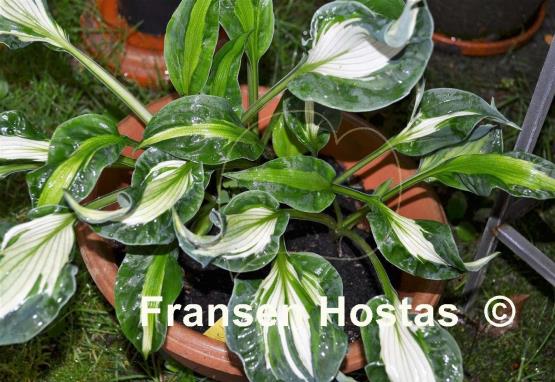 Hosta Mary Marie Ann