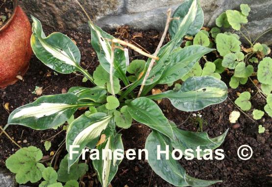Hosta Mary Marie Ann
