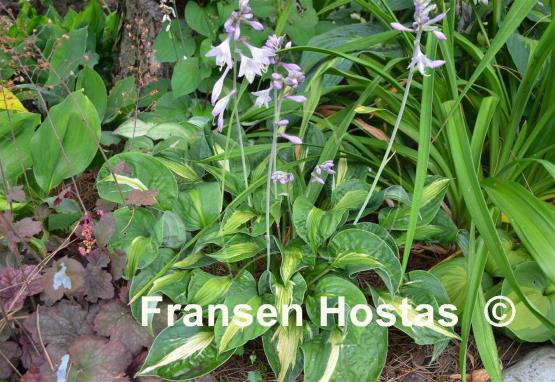 Hosta Mary Marie Ann