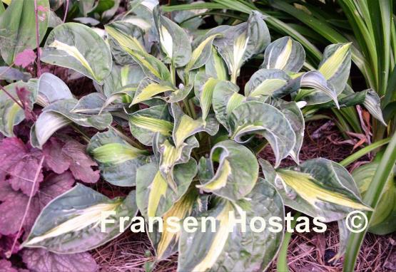 Hosta Mary Marie Ann