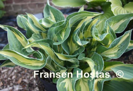 Hosta Mary Marie Ann