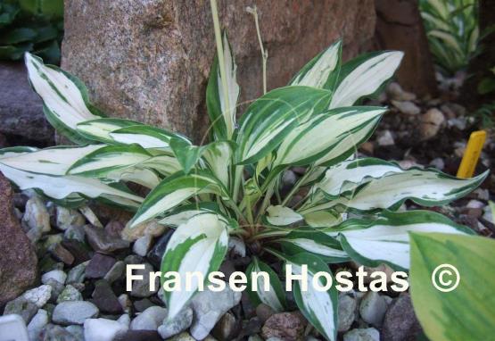 Hosta Masquerade