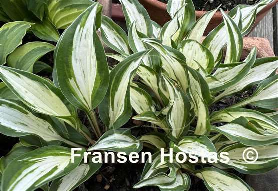Hosta Masquerade