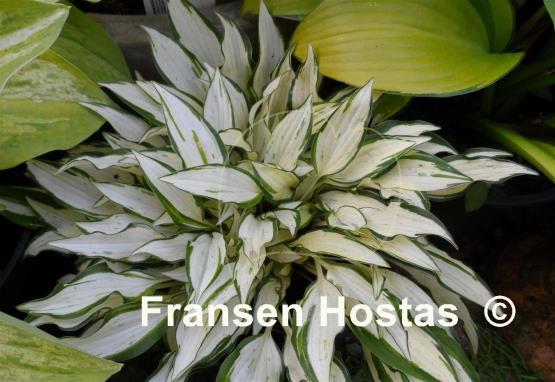 Hosta Masquerade