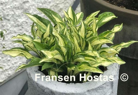 Hosta Masquerade