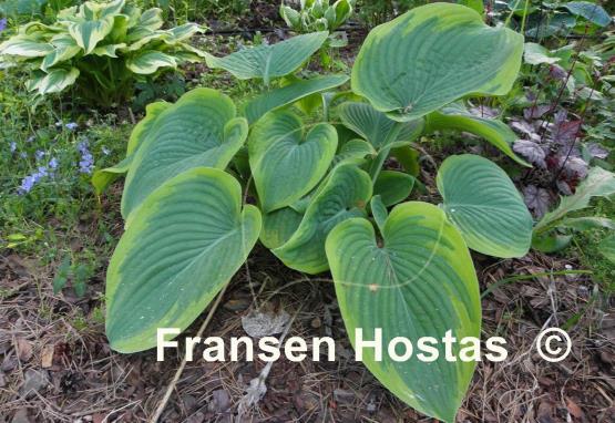Hosta Master of Ceremonies