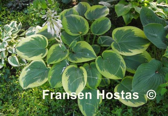 Hosta Master of Ceremonies