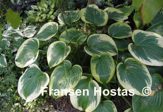 Hosta Master of Ceremonies