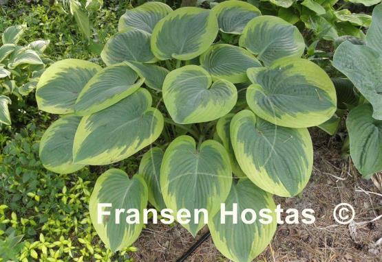 Hosta Master of Ceremonies