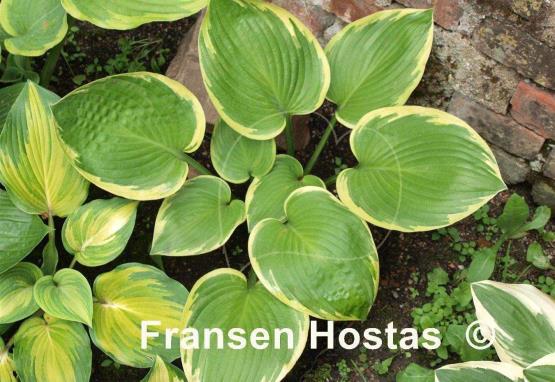 Hosta Master of Ceremonies